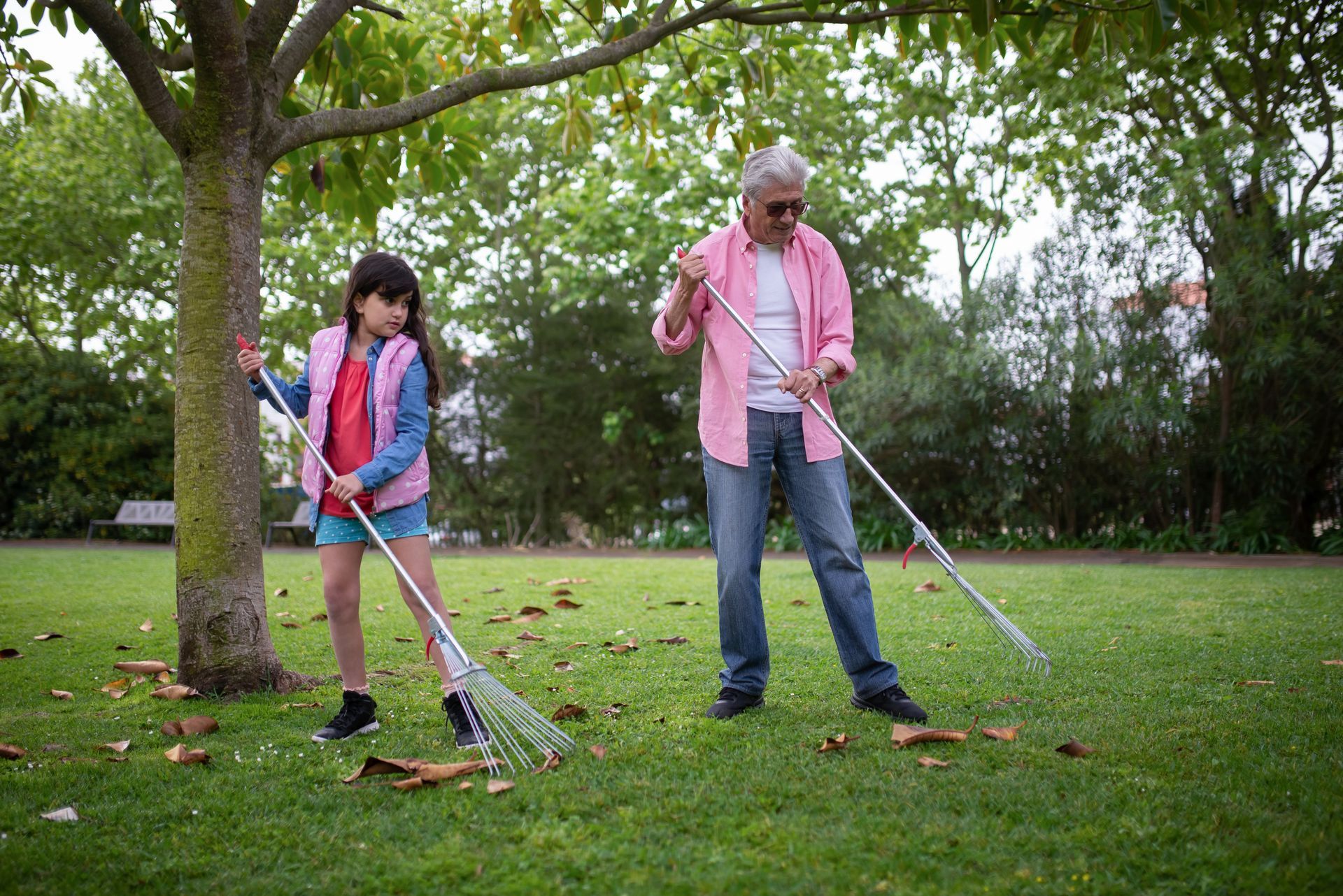 Grandfather and young granddaughter raking autumn leaves together in a park