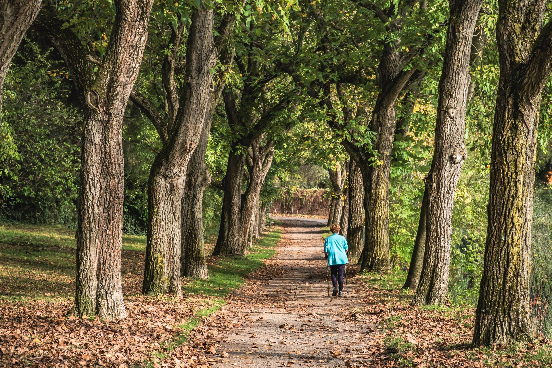 Woman walking alone along a tree-lined path covered in autumn leaves, seen from behind
