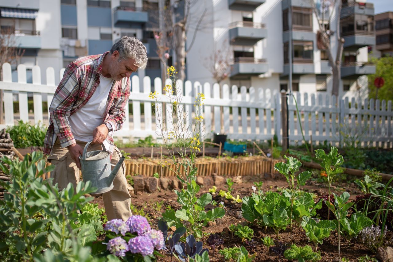 Grey-haired man watering vegetables in an urban community garden with apartment buildings behind